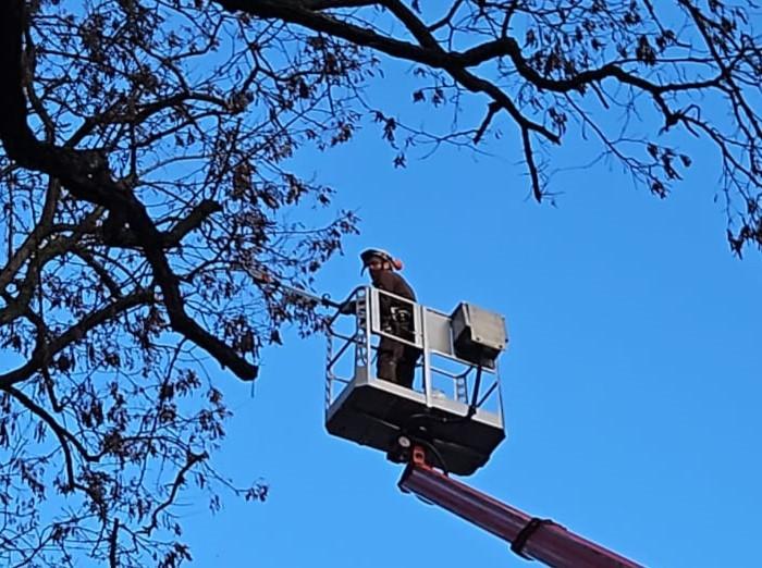 Plant GaLaBau Kronenpflege mit Hubsteiger  